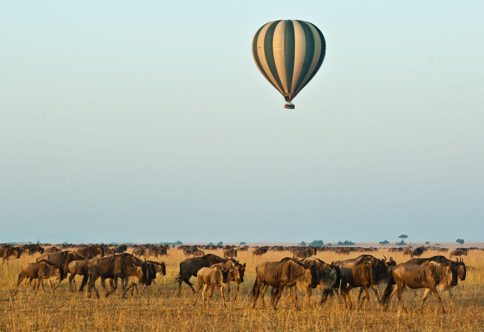 Hot air balloon flying over the wildebeest migration in the Masai Mara, Kenya