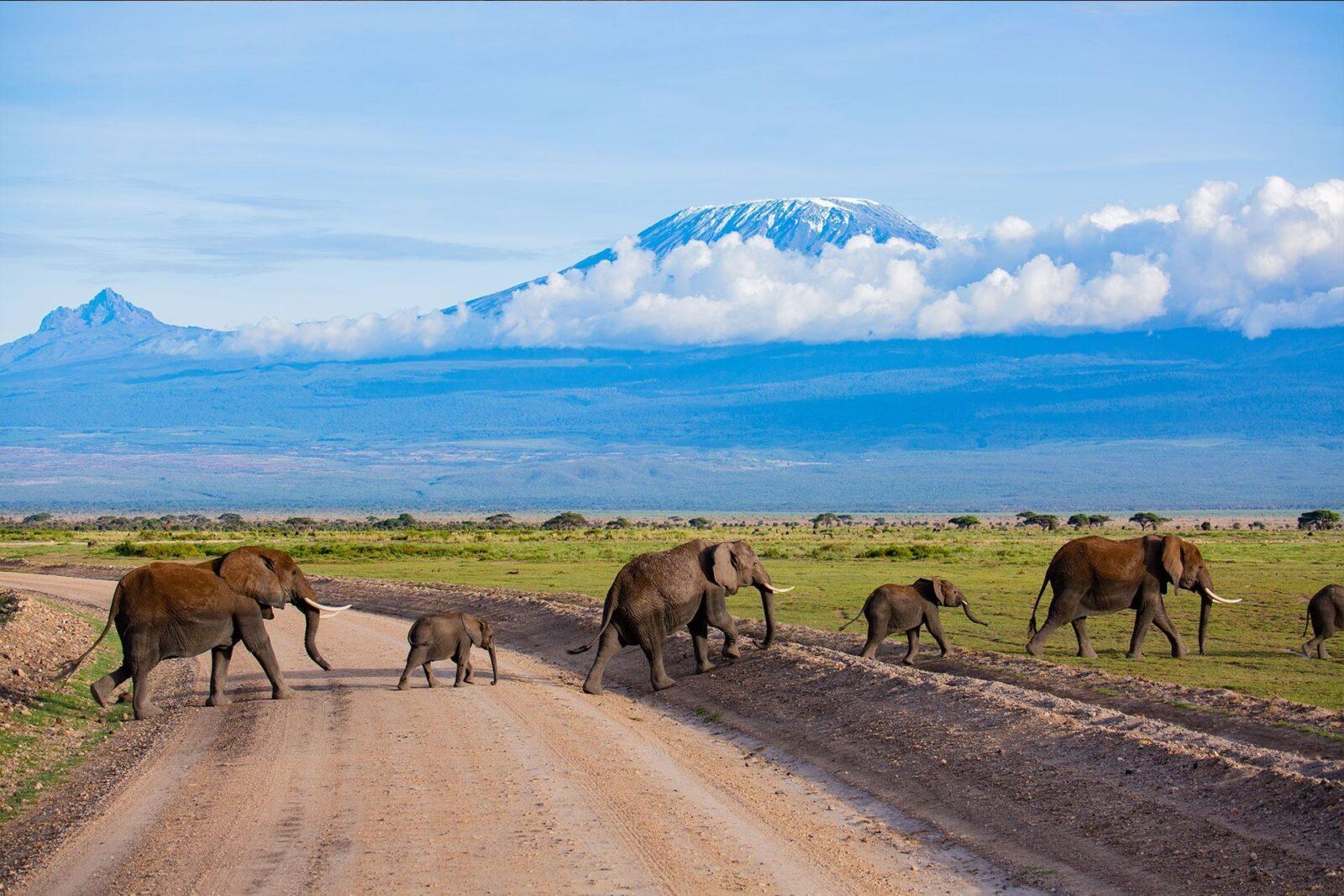Elephants crossing the plains in Amboseli National Park, Kenya